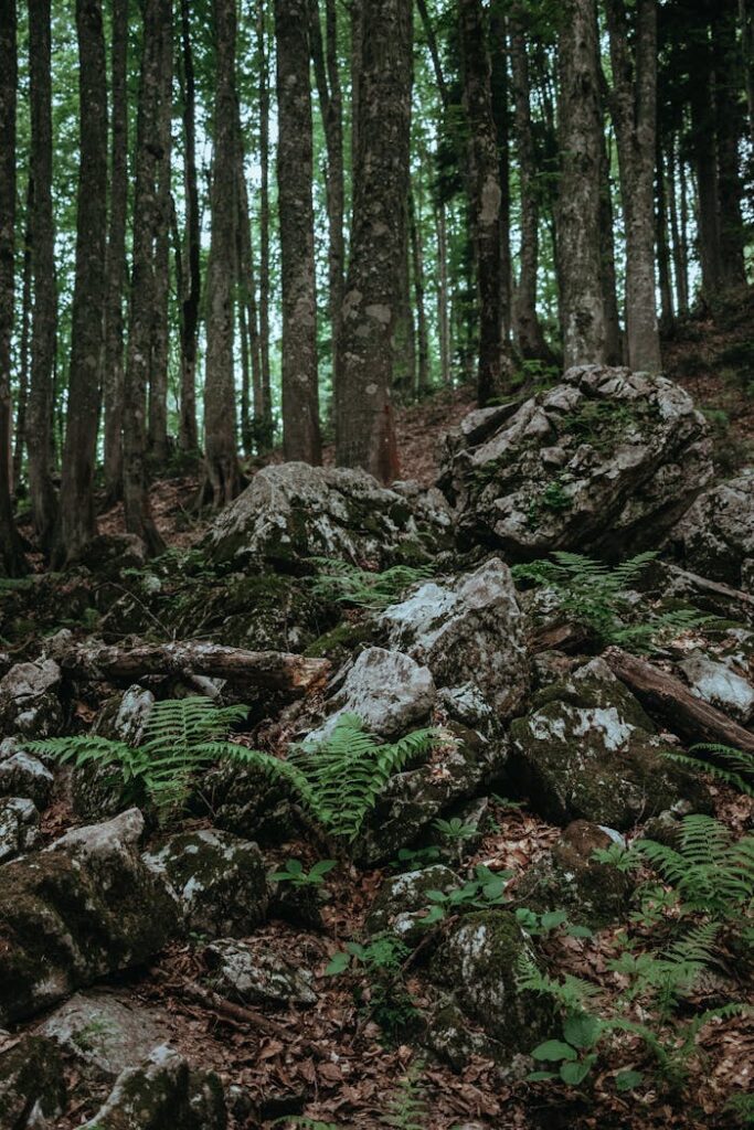 Serene forest scene featuring moss-covered rocks and dense trees, perfect for nature-themed projects.
